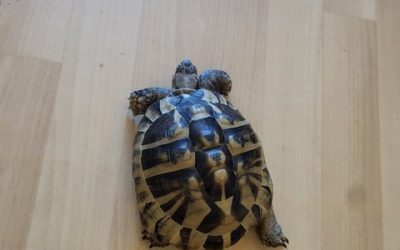 “Milo” the Tortoise visits!